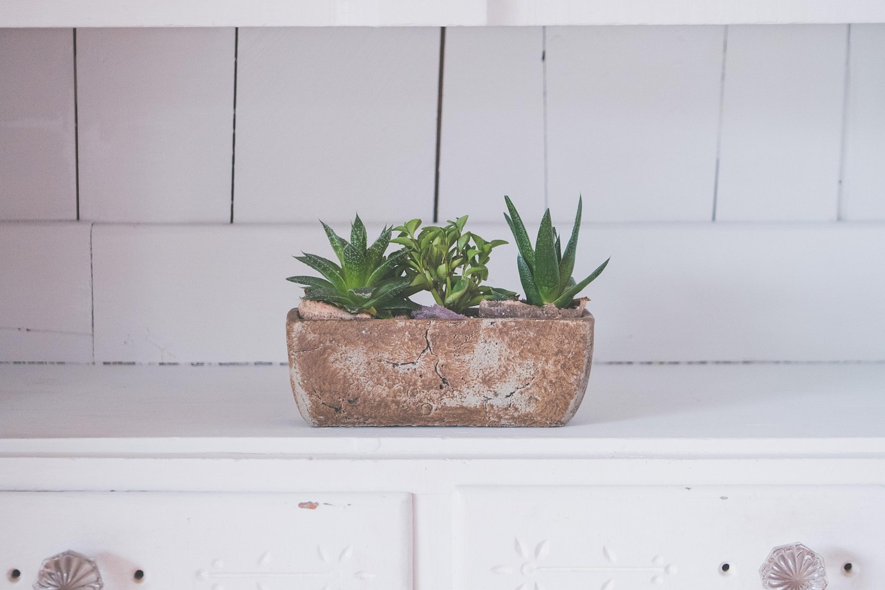 Bright kitchen interior with a potted plant on a wood cabinet, natural daylight streaming in